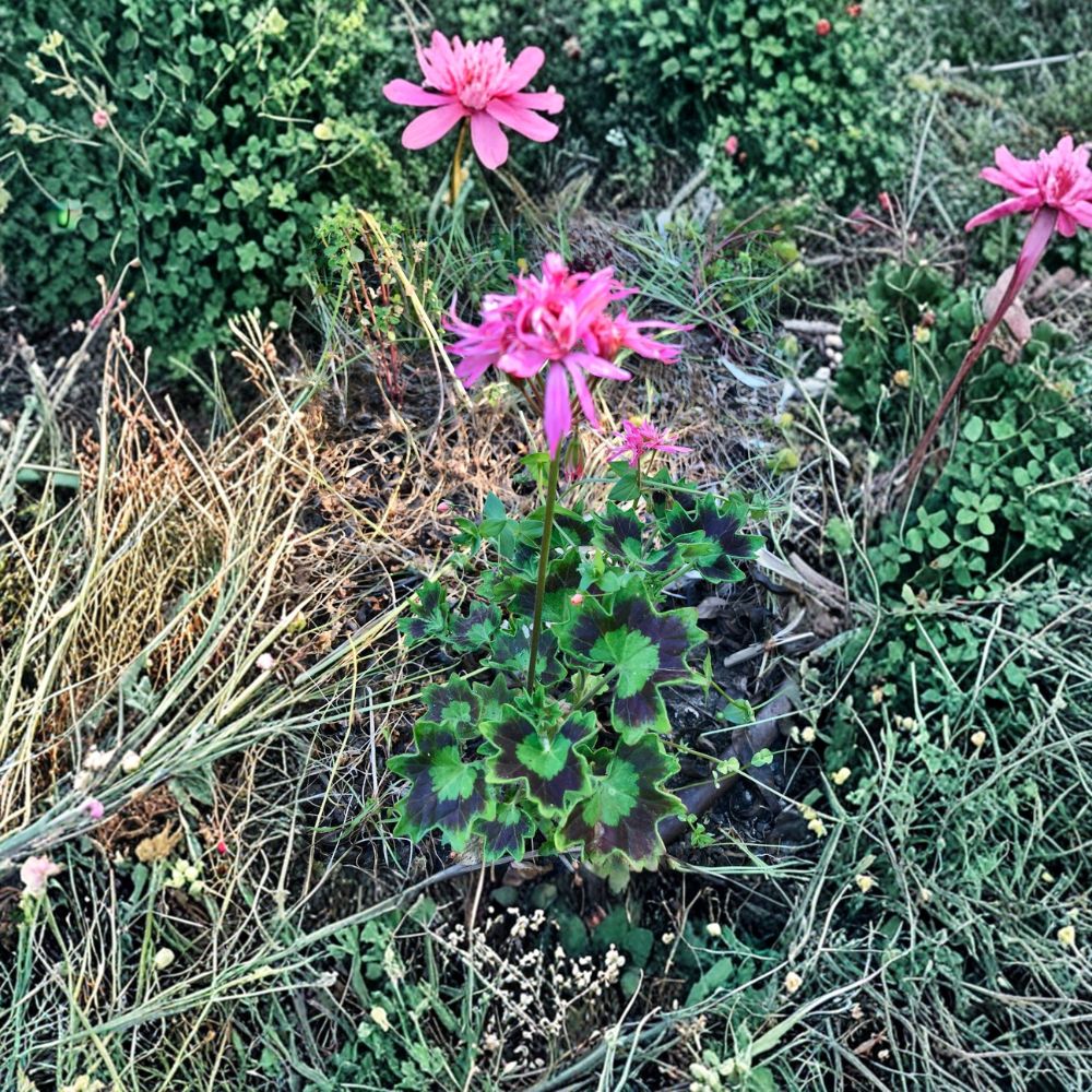 Rare Spiky Pink Pelargonium Cutting – Salmon Pink Geranium Live Plant Cutting