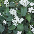 Madagascar Jasmine Plant – Stephanotis floribunda Live Starter | Fragrant White Bloom Vine