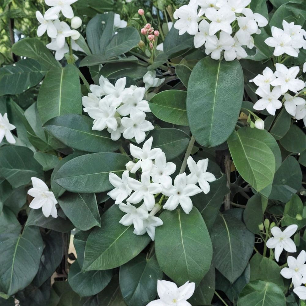 Madagascar Jasmine Plant – Stephanotis floribunda Live Starter | Fragrant White Bloom Vine