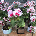 Rare Red & White Zonal Geranium Live Plant | Pelargonium x hortorum | Gallon Pot