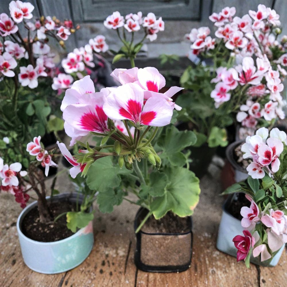 Rare Red & White Zonal Geranium Live Plant | Pelargonium x hortorum | Gallon Pot