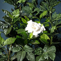 Heirloom White Gardenia Plant – Gardenia jasminoides | 1 Ft Bare Root Shrub | Fragrant Cape Jasmine