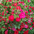 Double Knock Out® Red Rose – 3 Gallon Disease Resistant Hybrid Rose Bush