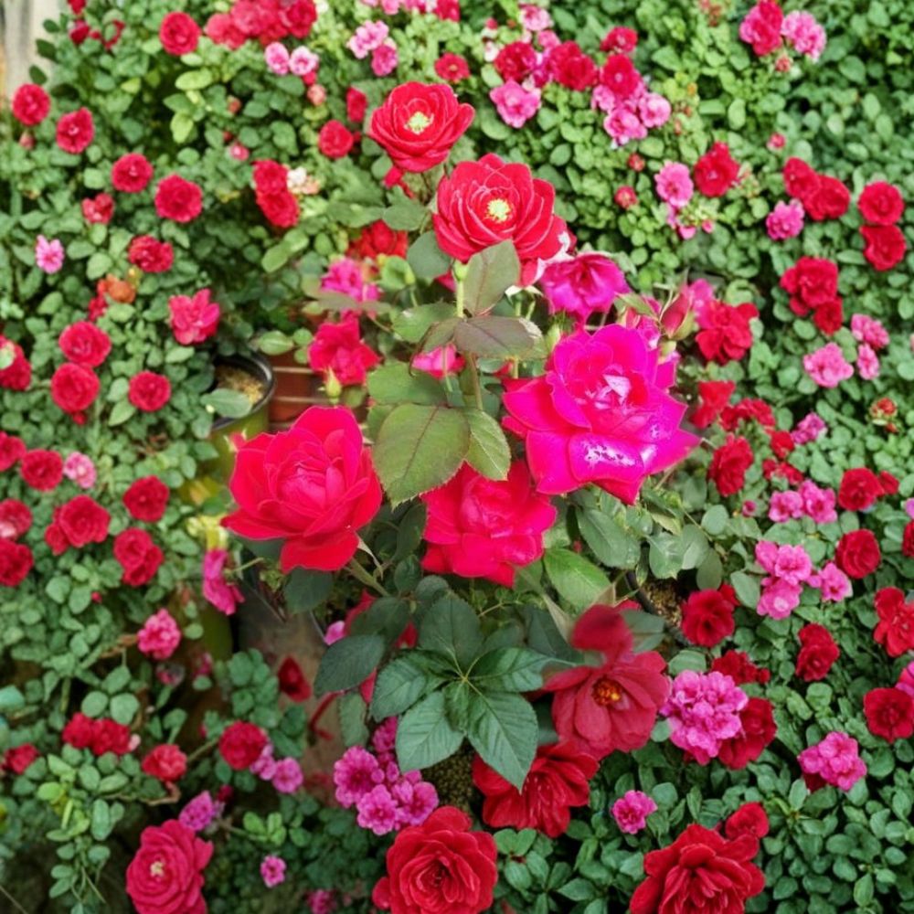 Double Knock Out® Red Rose – 3 Gallon Disease Resistant Hybrid Rose Bush