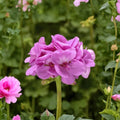 Calliope Lavender Geranium Plug Plant – Large Well Rooted Pelargonium for Patio & Container Gardens