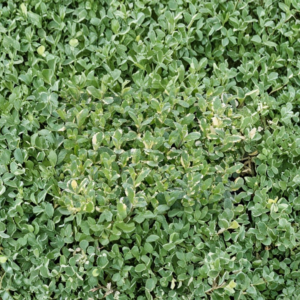 Pineapple Mint Mentha suaveolens ‘Variegata’ Unrooted Cuttings | Organic Variegated Herb Plant