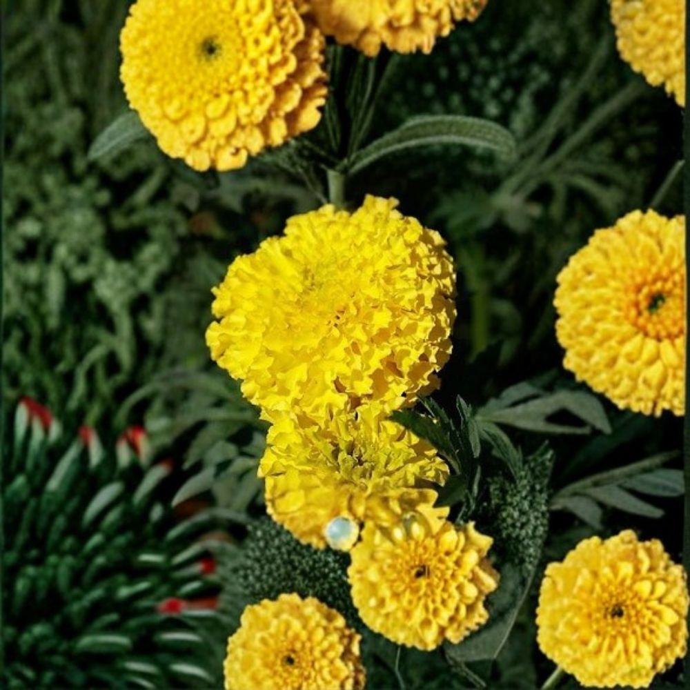 Marigold Coco Yellow – Tagetes erecta Flower Seeds | 250 Seeds | Tall African Marigold | Weather Resistant