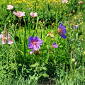 Wild Geranium Seeds – Geranium maculatum Native Woodland Perennial | Shade Garden Flower Seeds