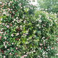 Asian Star Jasmine Live Plants - Trachelospermum asiaticum | Lot of 5 Vines | Hardy Evergreen Climbing Ground Cover