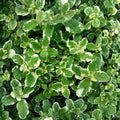 Pineapple Mint Mentha suaveolens ‘Variegata’ Unrooted Cuttings | 6 Organic Herb Plants