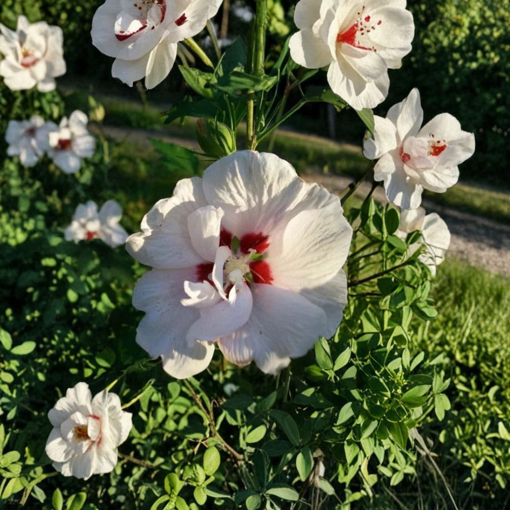 Double White Althea Rose of Sharon – Hibiscus syriacus Live 1 Gallon Plant