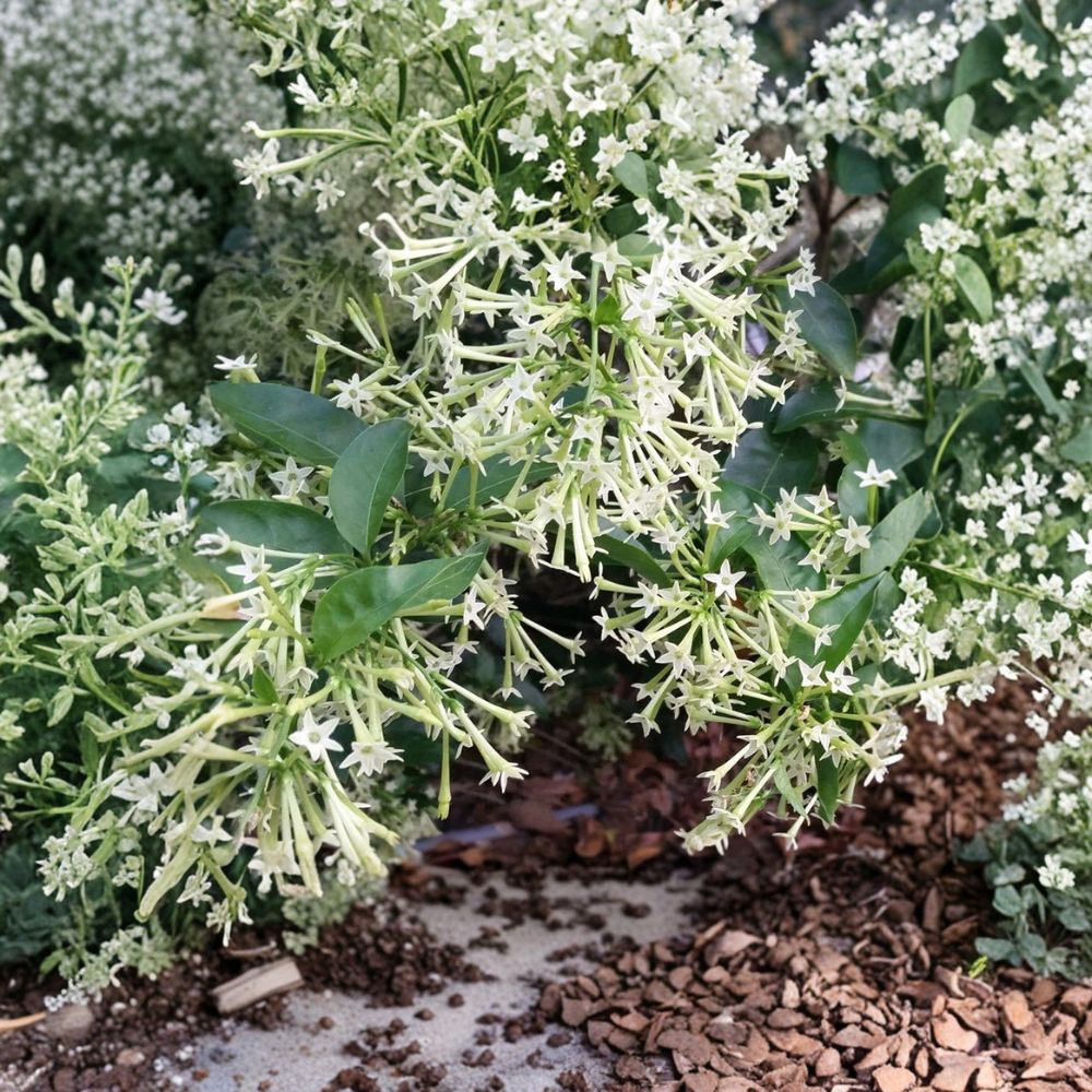 Night Blooming Jasmine (Cestrum nocturnum) Live Plant | Rooted Starter in Pot | Fragrant Night Flowering Shrub