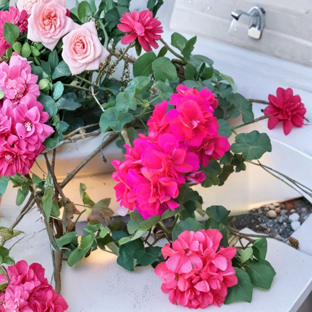 Ivy Geranium Salmon Pink Double Cuttings - 6 Pelargonium Starter Cuttings for Patio & Hanging Baskets
