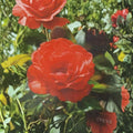 Impatient Floribunda Rose – 1 Gallon Orange Red Rosa Hybrid Live Plant