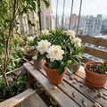 Cape Jasmine Seeds – Gardenia jasminoides | 50 Seeds | Fragrant White Flowers for Outdoor & Balcony Gardens