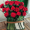 Geranium Pinto Premium Red Deep Pelargonium Seeds - 1,000 Deep Red Blooms