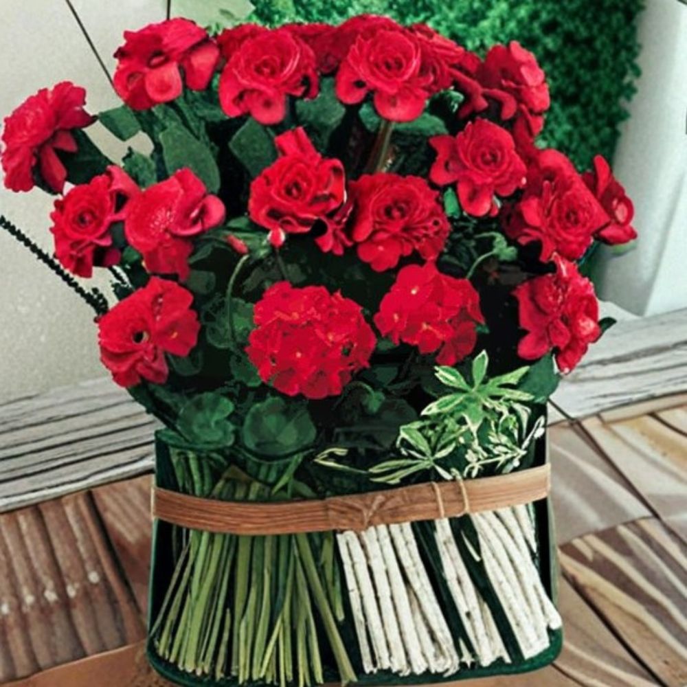Geranium Pinto Premium Red Deep Pelargonium Seeds - 1,000 Deep Red Blooms