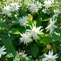 Belle of India Jasmine – Jasminum sambac Double Live Plant | Fragrant Arabian Jasmine in Pot