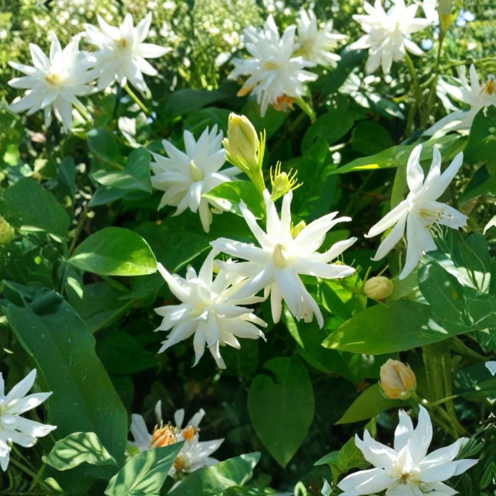 Belle of India Jasmine – Jasminum sambac Double Live Plant | Fragrant Arabian Jasmine in Pot