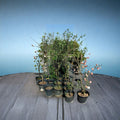 AU Rubrum Plum Tree – Prunus salicina Live Plant | 4–6 Feet Tall | Sweet Red Plum Tree
