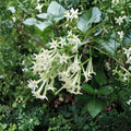 Night Blooming Jasmine – Cestrum nocturnum Live Plant | Rooted Starter in Pot | Fragrant Night Flower Shrub