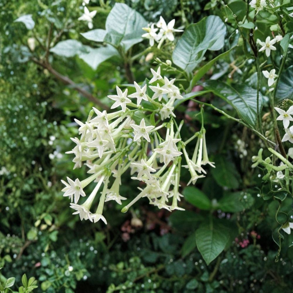 Night Blooming Jasmine – Cestrum nocturnum Live Plant | Rooted Starter in Pot | Fragrant Night Flower Shrub