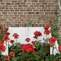 Presto Dark Red Blooming Geranium – Live Plant in 4.5 Inch Pot with Deep Red Flowers
