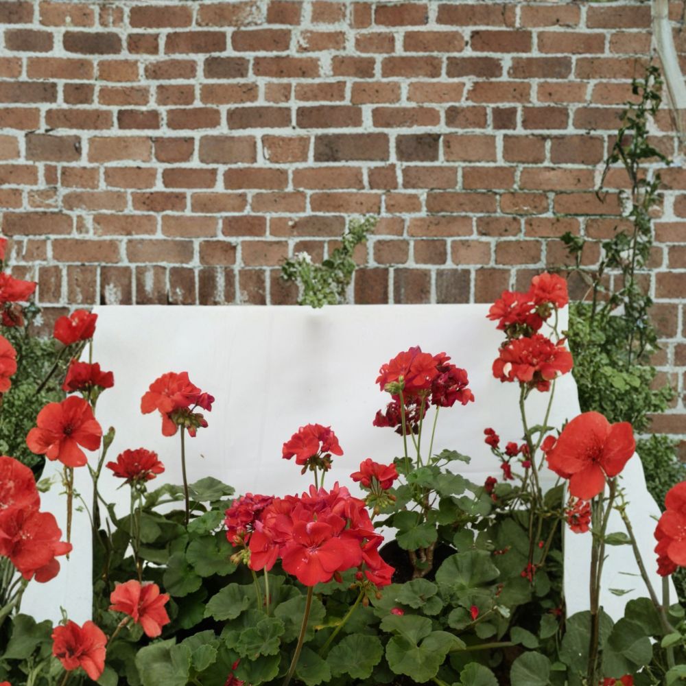 Presto Dark Red Blooming Geranium – Live Plant in 4.5 Inch Pot with Deep Red Flowers