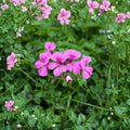 Reach Out Light Purple Ivy Geranium Seeds – 15 Trailing Pelargonium Seeds for Hanging Baskets & Patio