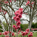 Crimson Cascade Weeping Flowering Peach Tree – Prunus persica Live Plant 8–9 Feet Tall Double Red Pink Blossoms
