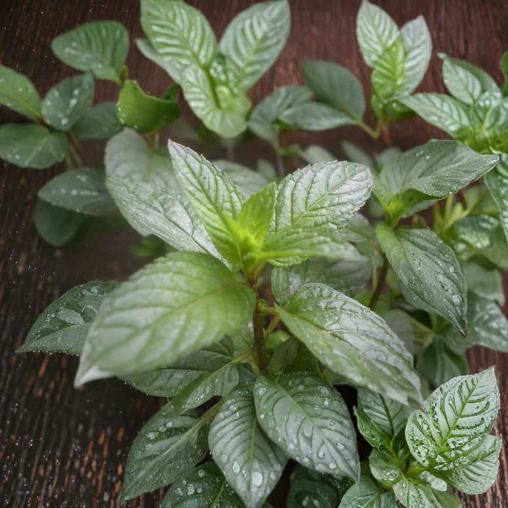 Peppermint Mint Mentha × piperita Unrooted Cuttings | Organic Culinary Herb | 3 Cuttings