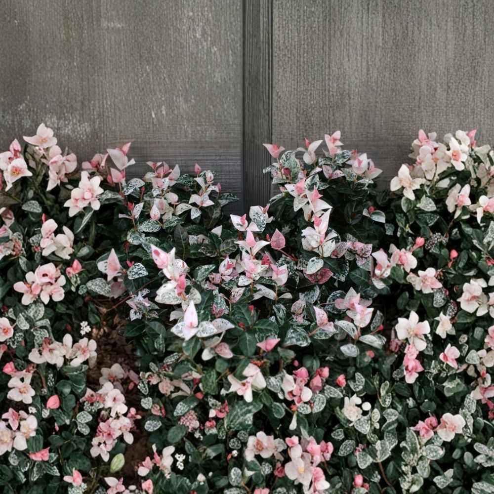 Snow N Summer™ Asian Jasmine Live Plant | Variegated Evergreen Groundcover | Fragrant Shade-Tolerant Vine