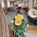 Yellow Miniature Live Plant – Starter Size 4–8 Inches | Compact Flowering Plant for Small Spaces