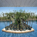 AU Rubrum Plum Tree – Prunus salicina Live Plant | 4–6 Feet Tall | Early Season Sweet Red Plums