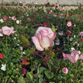Kordes Perfecta Hybrid Tea Rose – 5 Gallon Everblooming Rose Bush, Two-Year-Old Field Grown