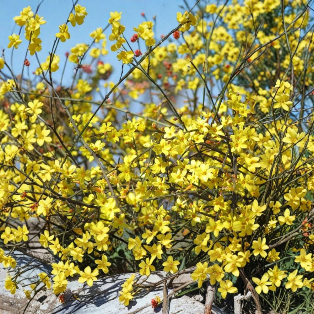 Winter Jasmine Plant – Jasminum nudiflorum Live 1 Gallon Bonsai Shrub with Yellow Early Spring Flowers