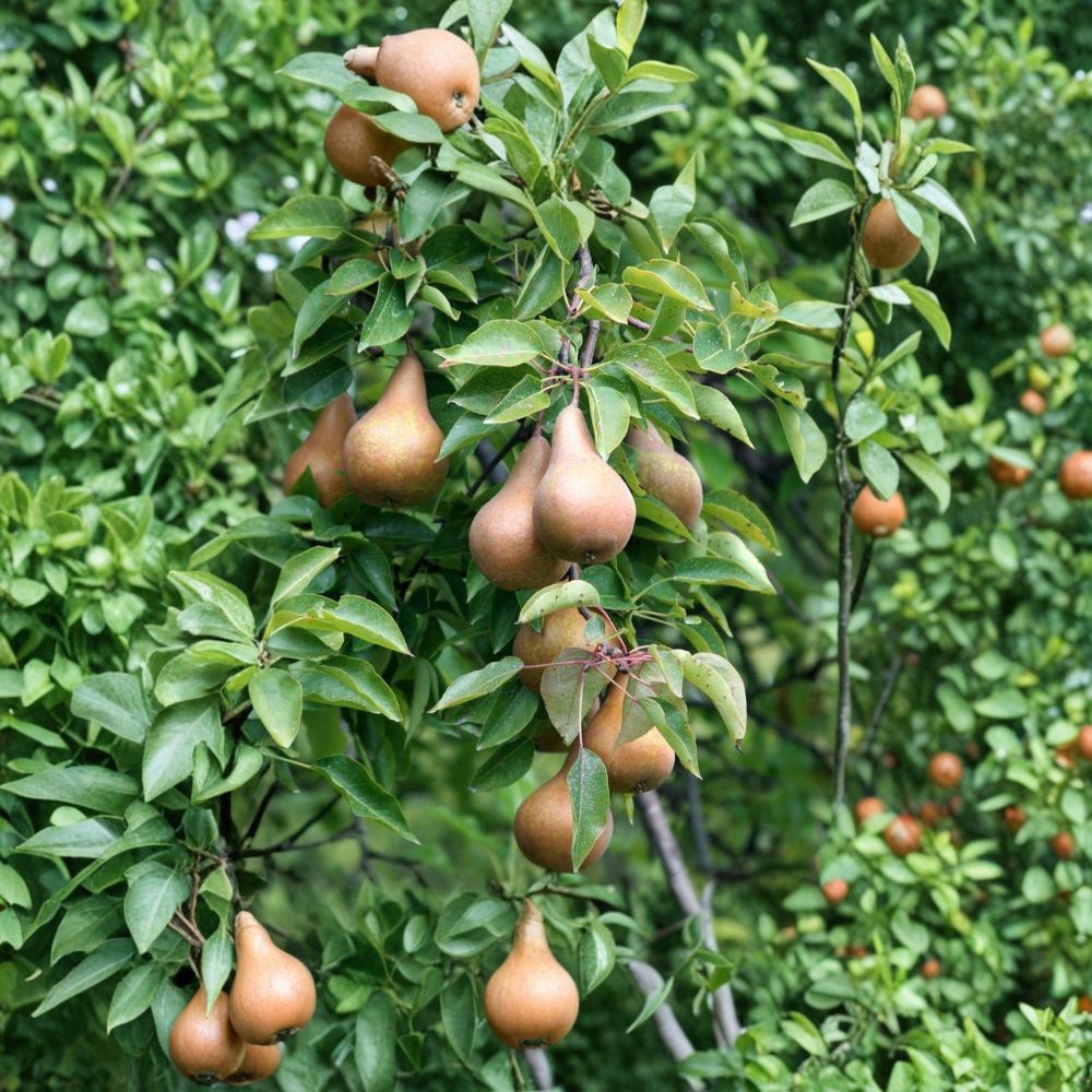 Bosc Pear Tree – Pyrus communis Bare Root | 3–4 Ft European Pear on OHxF 333 Rootstock