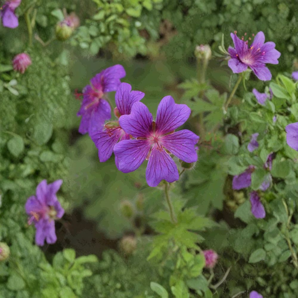 Geranium pratense ‘Painter’s Palette’ Mix Seeds – Hardy Perennial Cranesbill Flowers