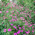 Elworthy Eyecatcher Geranium Seeds – Pelargonium Flower Seeds | 25+ Seeds for Vibrant Garden Blooms