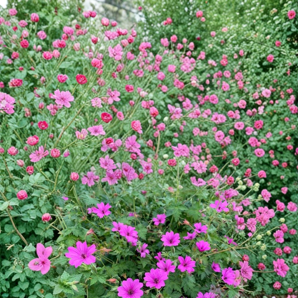 Elworthy Eyecatcher Geranium Seeds – Pelargonium Flower Seeds | 25+ Seeds for Vibrant Garden Blooms