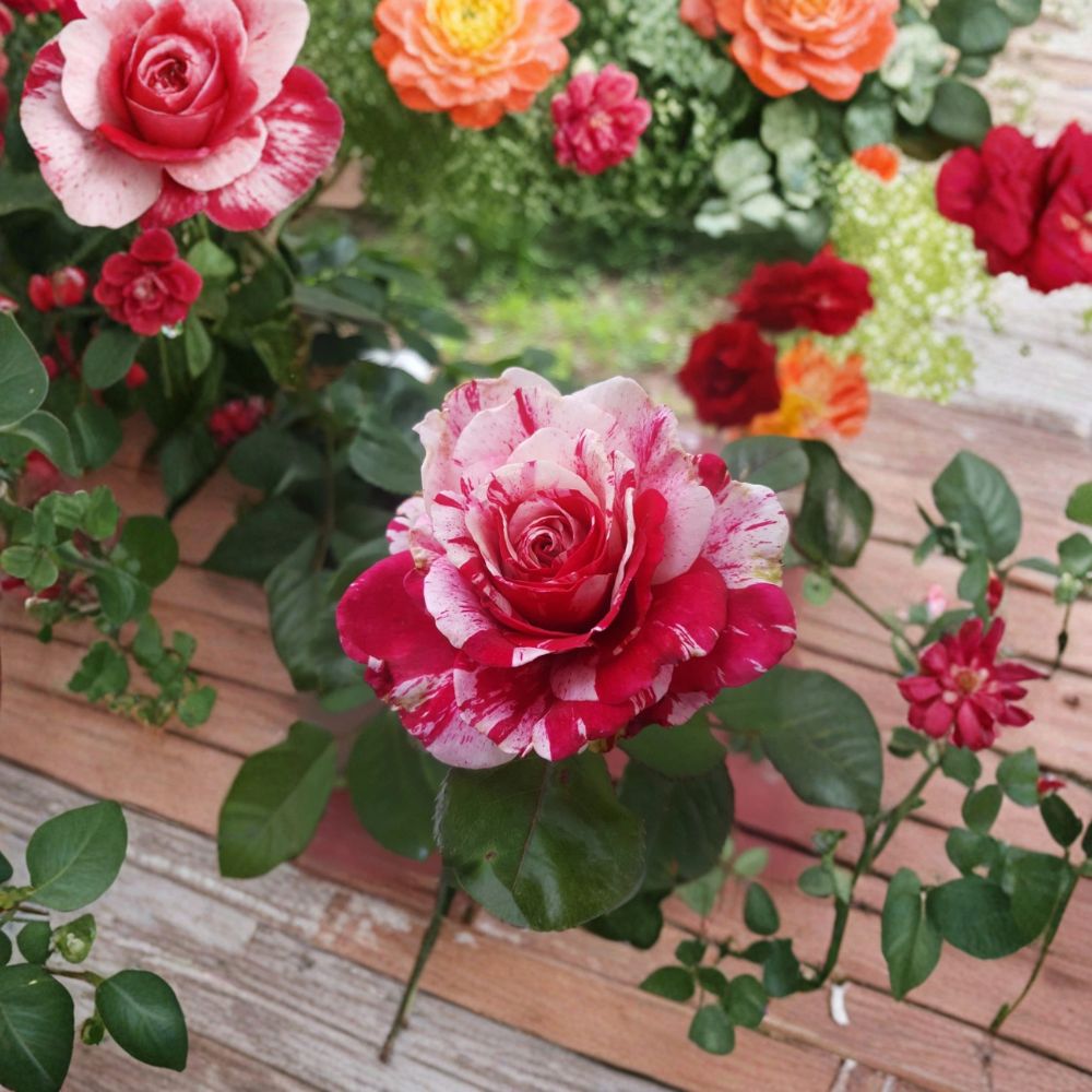 Scentimental Floribunda Rose Live Bush Plant | 3 Gallon | Fragrant Red & White Double Blooms