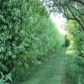Hybrid Willow Trees – Austree Willow Live Plants | 26 Pack Bare Root Privacy & Shade Trees