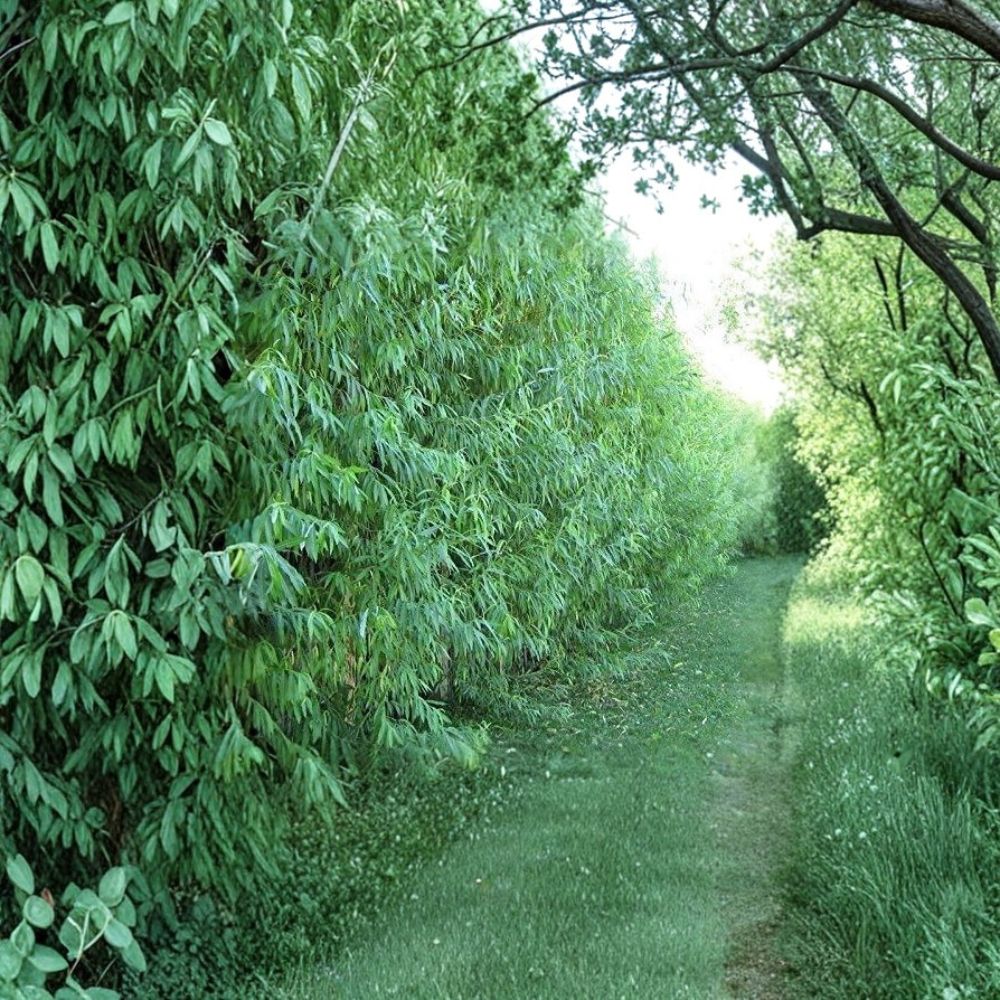 Hybrid Willow Trees – Austree Willow Live Plants | 26 Pack Bare Root Privacy & Shade Trees