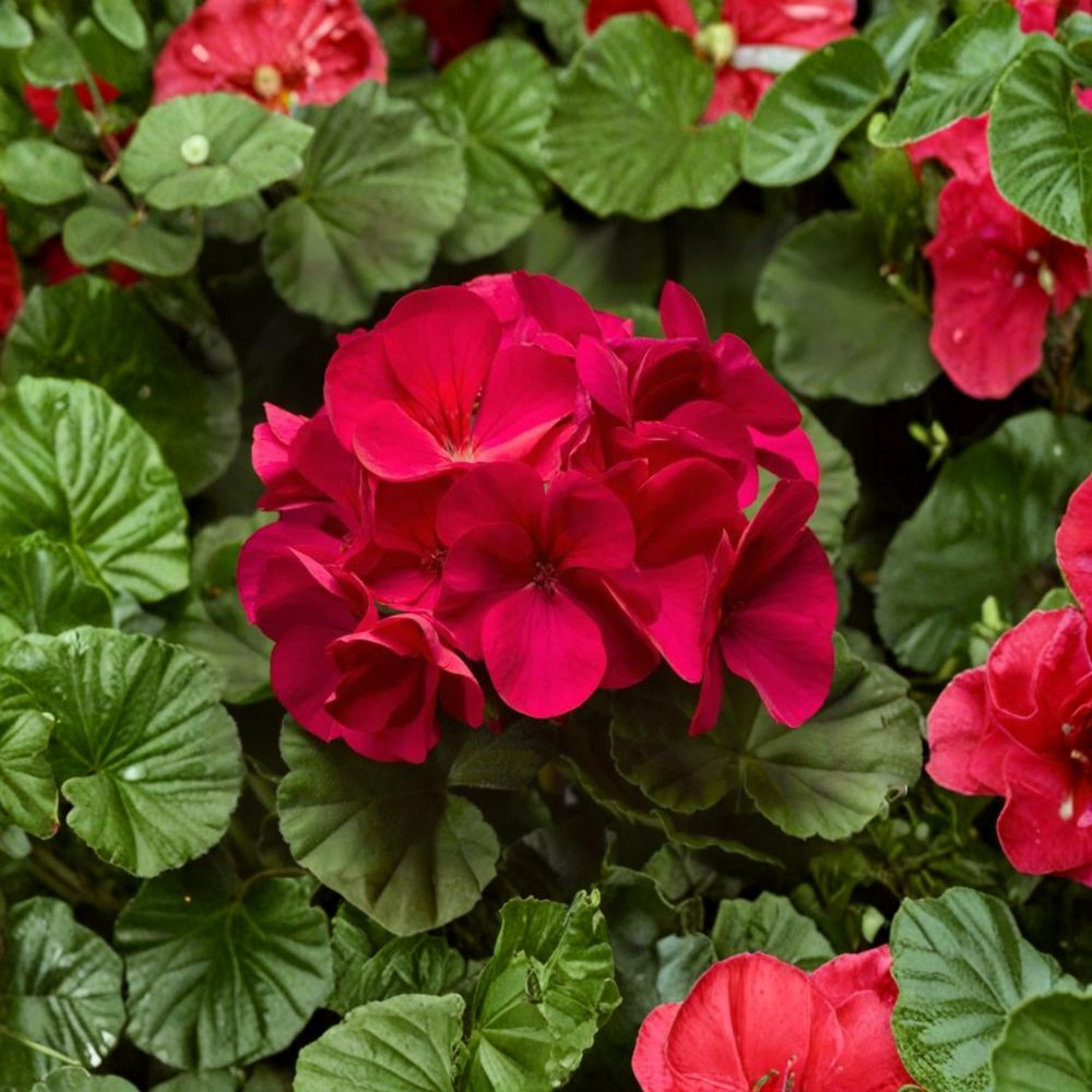 Pinto Premium Violet Geranium Plants - 6 Live Baby Plug Plants | Pelargonium Annual Flowers