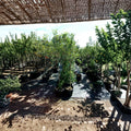 York Apple Tree Live Fruit Tree 4-6 Feet Tall Sweet Juicy Apples Backyard Orchard
