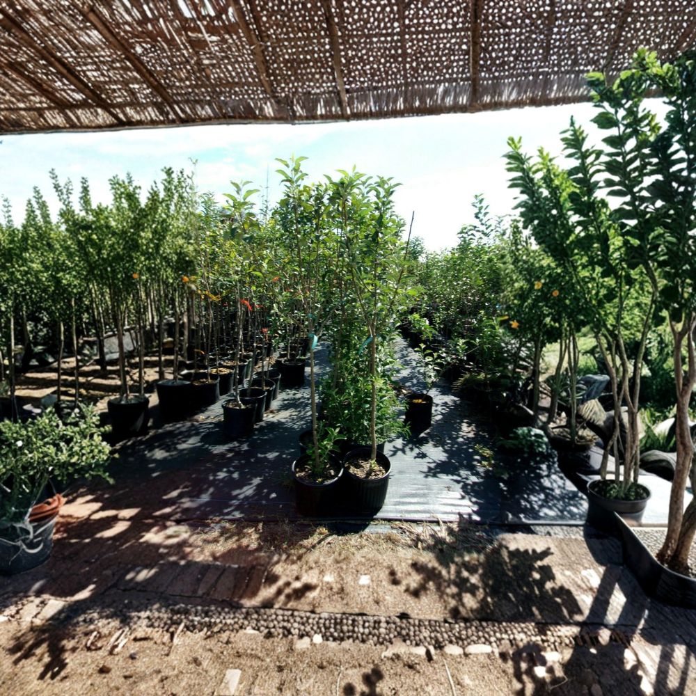 York Apple Tree Live Fruit Tree 4-6 Feet Tall Sweet Juicy Apples Backyard Orchard