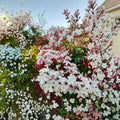 Pink Jasmine Plant – Jasminum polyanthum Live Starter in Pot | Fragrant Climbing Vine