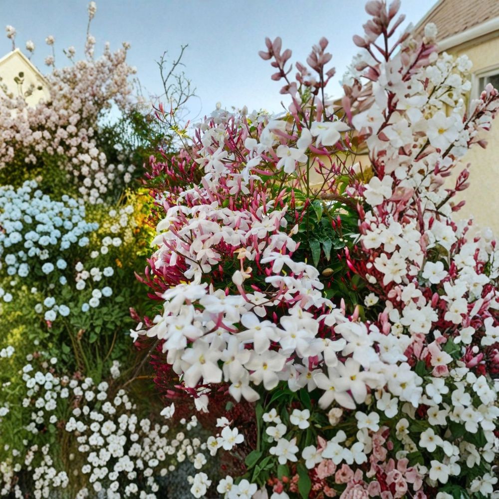 Pink Jasmine Plant – Jasminum polyanthum Live Starter in Pot | Fragrant Climbing Vine