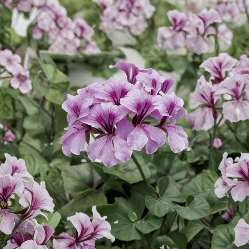 Tornado Lilac Geranium Seeds – 15 Film Coated Trailing Ivy Geranium Seeds for Hanging Baskets