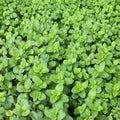 Spearmint Mint Cuttings – Mentha spicata Live Unrooted Cuttings | 6 Organic Culinary Herb Starters